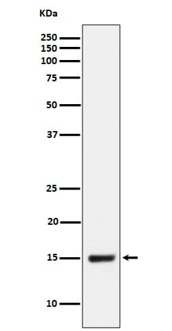 Western Blot: NDUFB4 Antibody (SR1214) [NBP3-22605] - Western blot analysis using NBP3-22605 in HepG2 cell lysate.