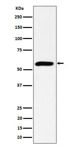 Western Blot: PRPF4 Antibody (SR2032) [NBP3-22606] - Western blot analysis using NBP3-22606 in HeLa cell lysate.