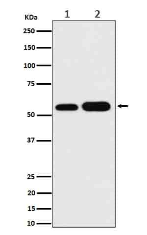 Western Blot: AKT1/2/3 Antibody (SR2003) [NBP3-22614] - Western blot analysis using NBP3-22614 in (1) Hela cell lysate;(2) A549 cell lysate.