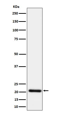 Western Blot HN1 Antibody (SR1323) - BSA Free