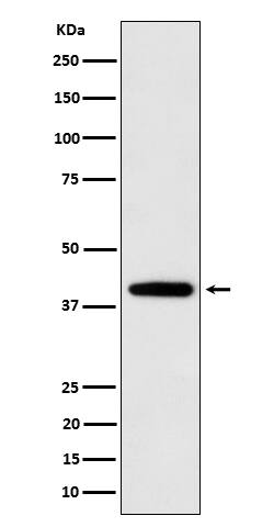 Western Blot: SEC14L2 Antibody (SR1665) [NBP3-22619] - Western blot analysis using NBP3-22619 in U87-MG cell lysate.