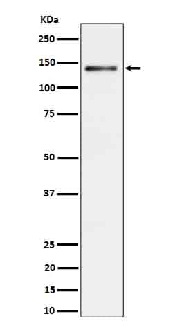 Western Blot: Ceruloplasmin Antibody (SR1152) [NBP3-22625] - Western blot analysis using NBP3-22625 in Rat liver cell lysate.