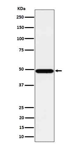 Western Blot: Tbp7 Antibody (SR1808) [NBP3-22626] - Western blot analysis using NBP3-22626 in HeLa cell lysate.