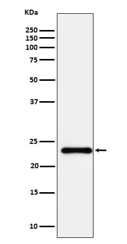 Western Blot: UBE2T Antibody (SR1361) [NBP3-22630] - Western blot analysis using NBP3-22630 in HeLa cell lysate.