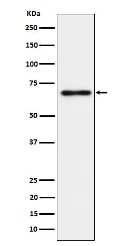 Western Blot: TR4/NR2C2 Antibody (SR2096) [NBP3-22644] - Western blot analysis using NBP3-22644 in PC-3 cell lysate.