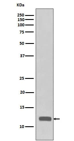 Western Blot: CCL23/Ck beta 8-1/MIP3 Antibody (SR1150) [NBP3-22645] - Western blot analysis using NBP3-22645 in recombinant protein cell lysate.