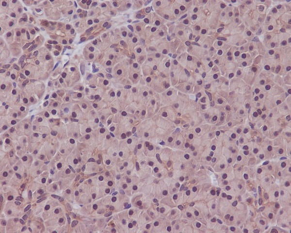 Immunohistochemistry: PP1 alpha/beta catalytic subunit Antibody (SR1625) [NBP3-22651] - Immunohistochemical analysis of paraffin-embedded human pancreas, using NBP3-22651.