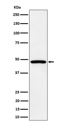 Western Blot: PTPN1/2 Antibody (SR1664) [NBP3-22662] - Western blot analysis using NBP3-22662 in HepG2 cell lysate.