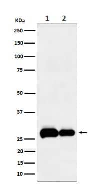 Western Blot-NBP3-22670-EGLN3/PHD3 Antibody (SR1441)-Analysis of PHD3 expression in (1) A549 cell lysate; (2) NIH/3T3 cell lysate.