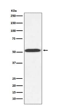Western Blot-NBP3-22671-alpha Tubulin Antibody (SR1897)-Analysis of alpha Tubulin expression in Saccharomyces cerevisiae (yeast) cell lysate.