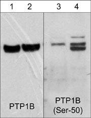 Western Blot: PTP1B/PTPN1 Antibody (M234) [NBP3-23189] - Western blot image of human Jurkat cells untreated (lanes 1 & 3) or treated (lanes 2 & 4) with calyculin A (100 nM for 30 min.). The blots were probed with mouse monoclonal anti-PTP1B/PTPN1 (lanes 1 & 2) or rabbit polyclonal anti-PTP1B/PTPN1 (Ser-50) (lanes 3 & 4).