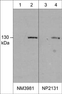 Western Blot: iNOS Antibody (M398) [NBP3-23204] - Western blot analysis of mouse macrophages untreated (lanes 1 & 3) or treated with LPS (1ug/ml) for 18 hrs (lanes 2 & 4). The blots were probed with mouse monoclonal anti-iNOS at 1:500 (NBP3-23204) (lanes 1 & 2) or rabbit polyclonal anti-iNOS at 1:250 (NBP3-23216) (lanes 3 & 4).