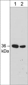 Western Blot: Annexin A2 Antibody (M298) [NBP3-23206] - Western blot of rat PC12 cell lysate. The blot was probed with mouse monoclonal anti-Annexin A2 antibody at 1:250 (lane 1) or 1:1000 (lane 2).