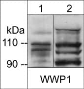 Western Blot: WWP1 Antibody [NBP3-23229] - Western blot analysis of WWP1 expression in adult mouse liver (lane 1) and human prostate adenocarcinoma (PC3) cells (lane 2). The blot was probed with anti-WWP1 (NBP3-23229) at 1:1000.