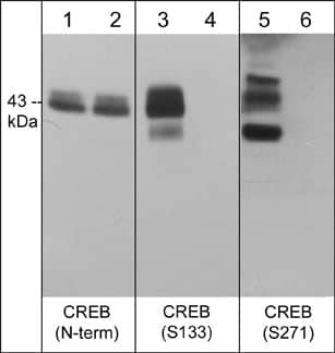 Western Blot: CREB Antibody [NBP3-23243] - Western blot analysis of human A431 cells treated with calyculin A (100 nM) for 30 min. (lanes 1, 3 & 5) then the blots were treated with lambda phosphatase (lanes 2, 4 & 6). The blots were probed with anti-CREB (N-terminal region) (lanes 1 & 2), anti-CREB (Ser-133) (lanes 3 & 4), and anti-CREB (Ser-271) (lanes 5 & 6).