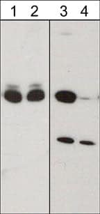 Western Blot: CRMP2 Antibody [NBP3-23261] - Western blot image of mouse brain untreated (lanes 1 & 3) or treated with lambda phosphatase (lanes 2 & 4). The blot was probed with anti-CRMP2 (C-terminal Region) (lanes 1 & 2) or anti-CRMP2 (Ser-522) (lanes 3 & 4).