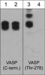 Western Blot: VASP Antibody (M277) [NBP3-23263] - Western blot image of human A431 cells stimulated with calyculin A (100 nM) for 30 min. The blots were untreated (lanes 1 & 3) or treated with lambda phosphatase (lanes 2 & 4), then probed with mouse monoclonal VASP (C-term.) antibody (lanes 1 & 2) or rabbit polyclonal VASP (Thr-278) phospho-specific antibody (lanes 3 & 4).