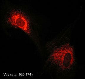 Immunocytochemistry/Immunofluorescence: VAV2 Antibody [NBP3-23265] - Immunocytochemical labeling of Vav in paraformaldehyde-fixed and NP-40-permeabilized rabbit spleen fibroblasts. The cells were labeled with rabbit polyclonal Vav (a.a. 165-174), and detected using appropriate secondary antibody conjugated to Cy3.