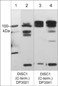 Western Blot: DISC1 Antibody [NBP3-23276] - Western blot of DISC1 in mouse brain (lanes 1 & 3) and rat PC12 cells (lanes 2 & 4). The blots were probed with NBP3-23276 anti-DISC1 (a.a. 740-753) (lanes 1 & 2) and NBP3-23277 anti-DISC1 (a.a. 740-753) (lanes 3 & 4).