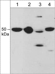 Western Blot: Draxin/C1orf187 Antibody [NBP3-23287] - Western blot analysis of Draxin/C1orf187 expression in rat PC12 cells (lane 1), rat P1 brain (lane 2), adult mouse brain (lane 3), and chick E9 brain (lane 4). The blot was probed with rabbit polyclonal anti-Draxin/C1orf187 (C-terminal region) at 1:1000.