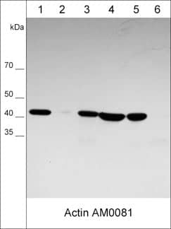 Western Blot: beta-Actin Antibody (M008) [NBP3-23324] - Western blot analysis of human HUVEC-CS (lane 1), rabbit spleen fibroblast (lane 2), human Jurkat (lane 3), human LNCaP (lane 4), human HeLa (lane 5), and mouse F9 (lane 6) cell lysates. The blot was probed with mouse monoclonal anti-beta-Actin (NBP3-23324) at 1:1000 (lanes 1-6).