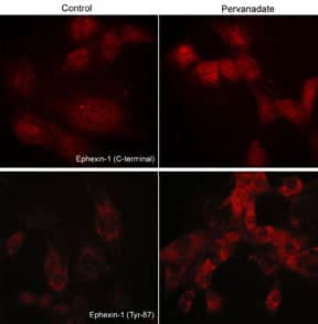 Immunocytochemistry/Immunofluorescence: NGEF Antibody [NBP3-23338] - Immunocytochemical labeling of phosphorylated Exphexin-1 in pervanadate-treated mouse C2C12. The cells were labeled with rabbit polyclonal NGEF (C-terminal region) and NGEF (Tyr-87) antibodies, then the antibodies were detected using appropriate secondary antibodies conjugated to Cy3.