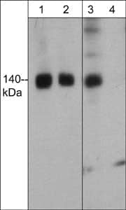 Western Blot: FHOD1 Antibody (M352) [NBP3-23340] - Western blot of FHOD1 phosphorylation in human K562 cells stimulated with calyculin A (100 nM) for 30 min. (lanes 1 & 3). The blot was then treated with lambda phosphatase (lanes 2 & 4). Blots were probed with mouse monoclonal anti-FHOD1 (lanes 1 & 2) and anti-FHOD1 (Thr-1141), phospho-specific antibody (lanes 3 & 4) .