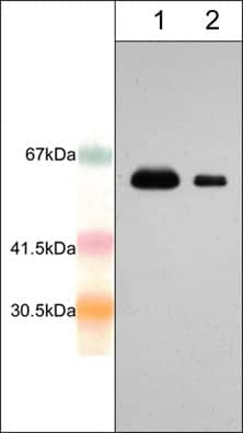 Western Blot: AIM2 Antibody [NBP3-23347] - Western blot analysis of human recombinant AIM2 full length sequence with N-terminal GST tag (62 kDa). The blot was probed with rabbit polyclonal anti-AIM2 (N-terminal region) antibody at 1:250 (lane 1) and 1:1000 (lane 2).