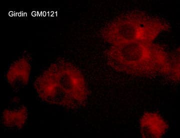 Immunocytochemistry/ Immunofluorescence Girdin Antibody (M012)