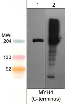 Western Blot: MYH4 Antibody [NBP3-23357] - Western blot analysis MYH4 in mouse C2C12 (lane 1) and mouse extraocular muscle (lane 2). Both lanes of the blot were probed with rabbit polyclonal anti-MYH4/MyHC-IIB (C-terminus) at 1:1000.