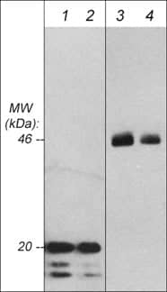 Western Blot: GSK-3 beta Antibody (M131) [NBP3-23366] - Western blot analysis of a human recombinant GSK-3 beta N-terminal fragment (lanes 1 & 2) and endogenous GSK-3 beta expressed in mouse brain (lanes 3 & 4). The blot was probed with mouse monoclonal anti-GSK-3 beta at 1:500 (lanes 1 & 3) and 1:2000 (lanes 2 & 4).