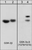 Western Blot: GSK-3 alpha/beta [p Tyr216] Antibody (M132) [NBP3-23367] - Western blot analysis of rabbit spleen fibroblasts serum starved for 2 hrs (lanes 1 & 3) or treated with pervanadate (1 mM) for 30 minutes (lanes 2 & 4). The blot was probed with anti-GSK-3 beta (lanes 1 & 2) or anti-GSK-3 alpha/beta (Y279/Y216) (lanes 3 & 4).