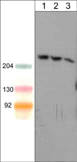 Western Blot: SHANK1 Antibody (M369) [NBP3-23391] - Western blot of mouse brain lysate. The blot was probed with mouse monoclonal anti-SHANK1 (C-terminal region) antibody at 1:250 (lane 1), 1:500 (lane 2), or 1:1000 (lane 3).