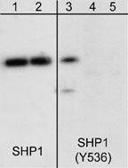 Western Blot: SHP-1 [p Tyr536] Antibody [NBP3-23398] - Western blot analysis of human Jurkat cells treated with pervanadate (1 mM) for 30 min. The blot was exposed to alkaline phosphatase (lanes 2 & 4) then probed with anti-SHP-1 (C-terminal) antibody (lanes 1 & 2) or anti-SHP-1 (Tyr-536) antibody (lanes 3-5). The SHP-1 (Tyr-536) antibody was used in the presence of phospho-SHP-1 (Tyr-536) peptide (lane 5).