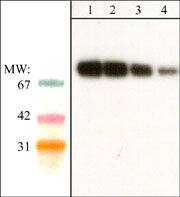 Western Blot: SHP-2/PTPN11 Antibody (M163) [NBP3-23400] - Western blot analysis of adult mouse brain. The blot was probed with anti-SHP2 (N-terminal) antibody at 1:250 (lane 1), 1:500 (lane 2), 1:1000 (lane 3), and 1:2000 (lane 4).