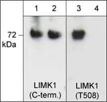 Western Blot: LIM Kinase 1 Antibody [NBP3-23404] - Western blot image of activated mouse recombinant LIM Kinase 1 untreated (lanes 1 & 3) or treated with lambda phosphatase (lanes 2 & 4). The blots were probed with anti-LIM Kinase 1 (C-term.) (lanes 1 & 2) and anti-LIM Kinase 1 (Thr-508) (lanes 3 & 4).