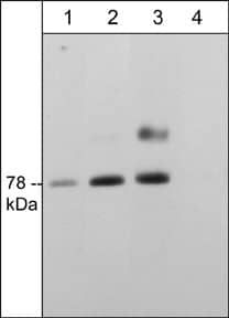 Western Blot: SMPD3/NSMase2 Antibody [NBP3-23413] - Western blot of adult mouse brain. The blots were probed with SMPD3/NSMase2 (C-terminal region) rabbit polyclonal antibody at 1:2000 (lane 1), 1:1000 (lane 2), or 1:500 in the absence (lane 3) or presence of nSMase2 blocking peptide (lane 4).