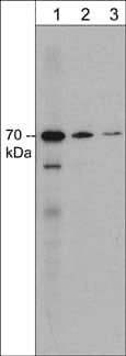 Western Blot: Syntaphilin Antibody (M371) [NBP3-23428] - Western blot of adult mouse brain lysate. The blot was probed with mouse monoclonal anti-Syntaphilin (N-terminal region) antibody at 1:250 (lane 1), 1:1000 (lane 2), or 1:2000 (lane 3).