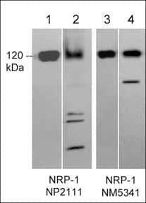Western Blot: Neuropilin-1 Antibody (M534) [NBP3-23440] - Western blot image of recombinant human Neuropilin-1 (lanes 1 & 3) and human PC3 cells (lanes 2 & 4). The blots were probed with rabbit polyclonal anti-Neuropilin-1 (NBP3-23182) (lanes 1 & 2) or with mouse monoclonal anti-Neuropilin-1 (NBP3-23440) (lanes 3 & 4).