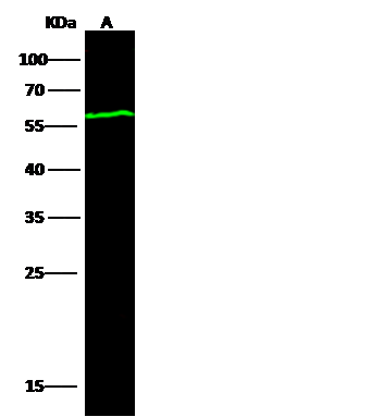 Western Blot: Influenza A nucleoprotein Antibody (7B4G10G8) [NBP3-23452] - NBP3-23452 at 1:1000. Lane A: Influenza A H1N1 nucleoprotein (30ng). Secondary Goat Anti-Mouse IgG H+L [DyLight 800] used at 1/15000 dilution. Developed using the Odyssey technique. Performed under reducing conditions.