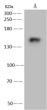 Western Blot: SRRM1 Antibody [NBP3-23474] - NBP3-23474 at 1:500 dilution  Lane A: Daudi Whole Cell Lysate  Lysates/proteins at 30 ug per lane.  Secondary  Goat Anti-Rabbit IgG (H+L) [HRP] at 1/10000 dilution.  Developed using the ECL technique.  Performed under reducing conditions.  Predicted band size:102 kDa  Observed band size:165 kDa