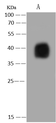 Western Blot Monkeypox Virus B6R Antibody - Azide and BSA Free