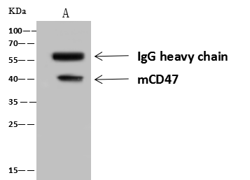 Immunoprecipitation: CD47 Antibody (050) [NBP3-23505] - CD47 was immunoprecipitated using: Lane A: 0.5 mg Mouse brain Whole Cell Lysate 4 uL NBP3-23505 and 60 ug of Immunomagnetic beads Protein A/G. Primary antibody: NBP3-23505, at 1:100 dilution. Secondary antibody: Goat Anti-Rabbit IgG (H+L) [HRP] at 1/10000 dilution. Developed using the ECL technique. Performed under reducing conditions. Predicted band size: 40 kDa. Observed band size: 40 kDa