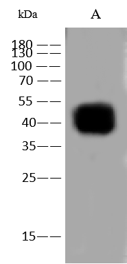 Western Blot: CD47 Antibody (050) [NBP3-23505] - NBP3-23505 at 1:500 dilution. Lane A: Mouse brain tissue Lysate. Lysates/proteins at 30 ug per lane. Secondary Goat Anti-Rabbit IgG (H+L) [HRP] at 1/10000 dilution. Developed using the ECL technique. Performed under reducing conditions. Predicted band size: 35 kDa