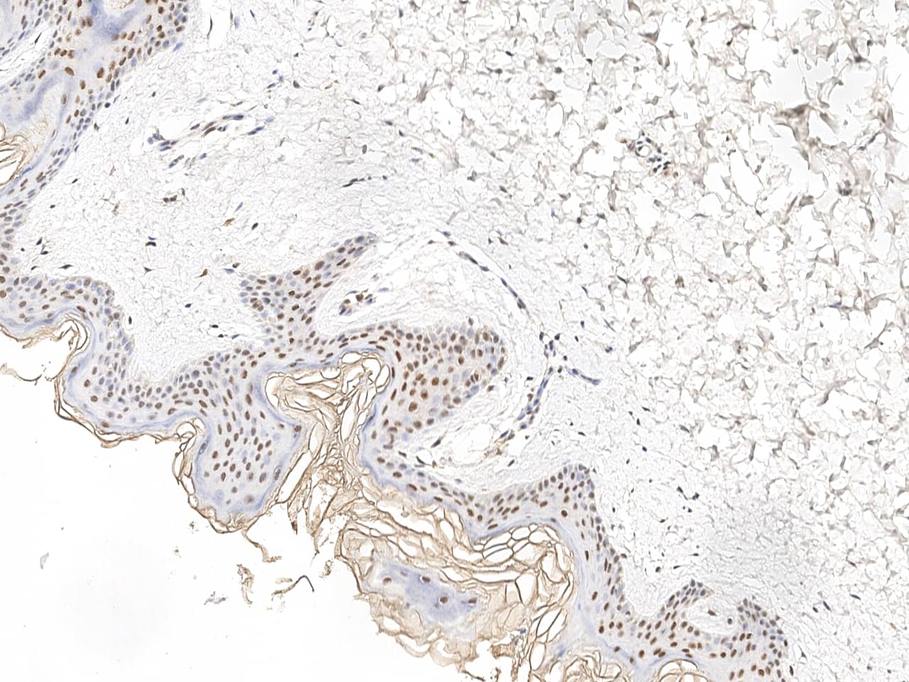 Immunohistochemistry-Paraffin: GTF3C6 Antibody - Azide and BSA Free [NBP3-23528] - Immunochemical staining of human GTF3C6 in human skin with NBP3-23528 at 1:100 dilution, formalin-fixed paraffin embedded sections.