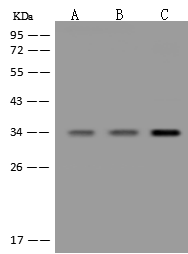 Western Blot: GTF3C6 Antibody - Azide and BSA Free [NBP3-23528] - NBP3-23528 at 1:500 dilution. Lane A: HeLa Whole Cell Lysate. Lane B: HepG2 Whole Cell Lysate. Lane C: K-562 Whole Cell Lysate. Lysates/proteins at 30 ug per lane. Secondary Goat Anti-Rabbit IgG (H+L) [HRP] at 1/10000 dilution. Developed using the ECL technique. Performed under reducing conditions. Predicted band size: 24 kDa. Observed band size: 34 kDa