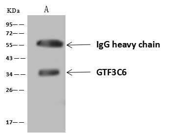 Immunoprecipitation: GTF3C6 Antibody - Azide and BSA Free [NBP3-23528] - GTF3C6 was immunoprecipitated using: Lane A: 0.5 mg K562 Whole Cell Lysate 4 uL NBP3-23528 and 60 ug of Immunomagnetic beads Protein A/G. Primary antibody: NBP3-23528, at 1:100 dilution. Secondary antibody: Goat Anti-Rabbit IgG (H+L) [HRP] at 1/10000 dilution. Developed using the ECL technique. Performed under reducing conditions. Predicted band size: 24 kDa. Observed band size: 34 kDa