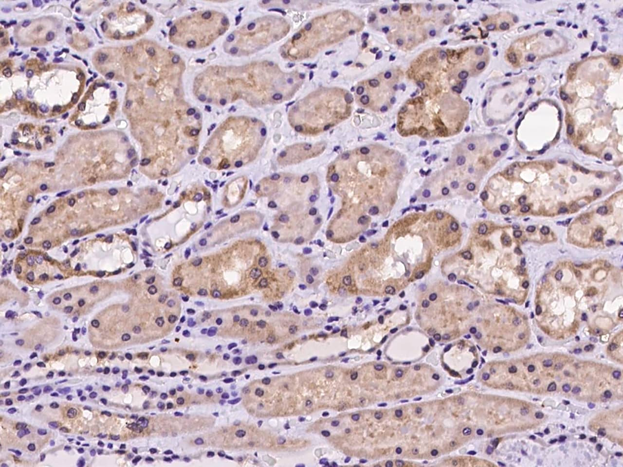 Immunohistochemistry-Paraffin: dynactin 4 Antibody - Azide and BSA Free [NBP3-23532] - Immunochemical staining of human dynactin 4 in human kidney with NBP3-23532 at 1:100 dilution, formalin-fixed paraffin embedded sections.