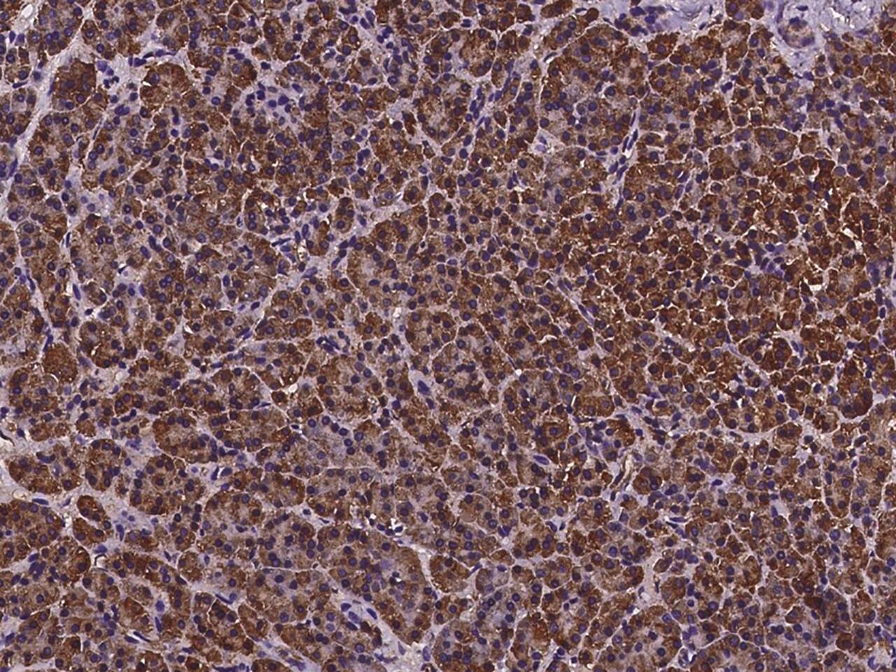 Immunohistochemistry-Paraffin: dynactin 4 Antibody - Azide and BSA Free [NBP3-23532] - Immunochemical staining of human dynactin 4 in human pancreas with NBP3-23532 at 1:100 dilution, formalin-fixed paraffin embedded sections.