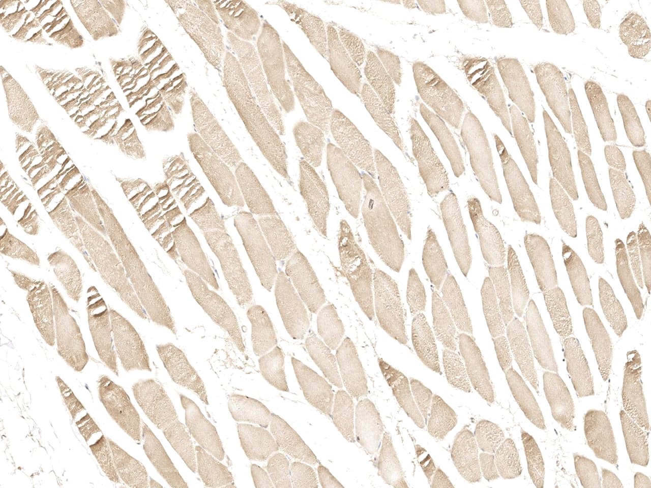 Immunohistochemistry-Paraffin: BTF3L4 Antibody - Azide and BSA Free [NBP3-23533] - Immunochemical staining of human BTF3L4 in human skeletal muscle with NBP3-23533 at 1:100 dilution, formalin-fixed paraffin embedded sections.